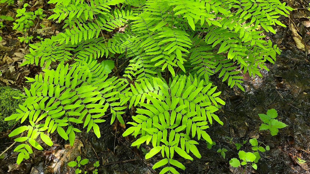 20250516_140343 Broad Meadow Brook, MA.jpg - Royal Fern. Broad Meadow Brook Wildlife Sanctuary, MA, 5-16-2025